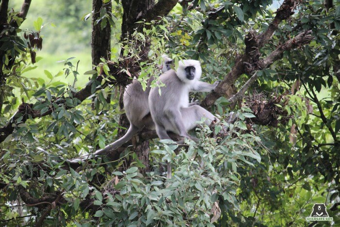 Gray Langurs are poached from the wild to chase monkeys away from urban dwellings.