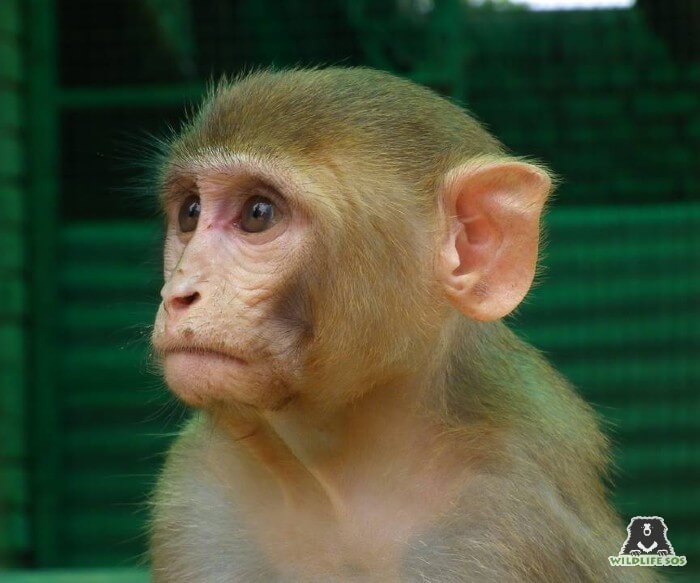 The Rhesus Macaque is found across the Asian subcontinent, due to their highly adaptable nature. 