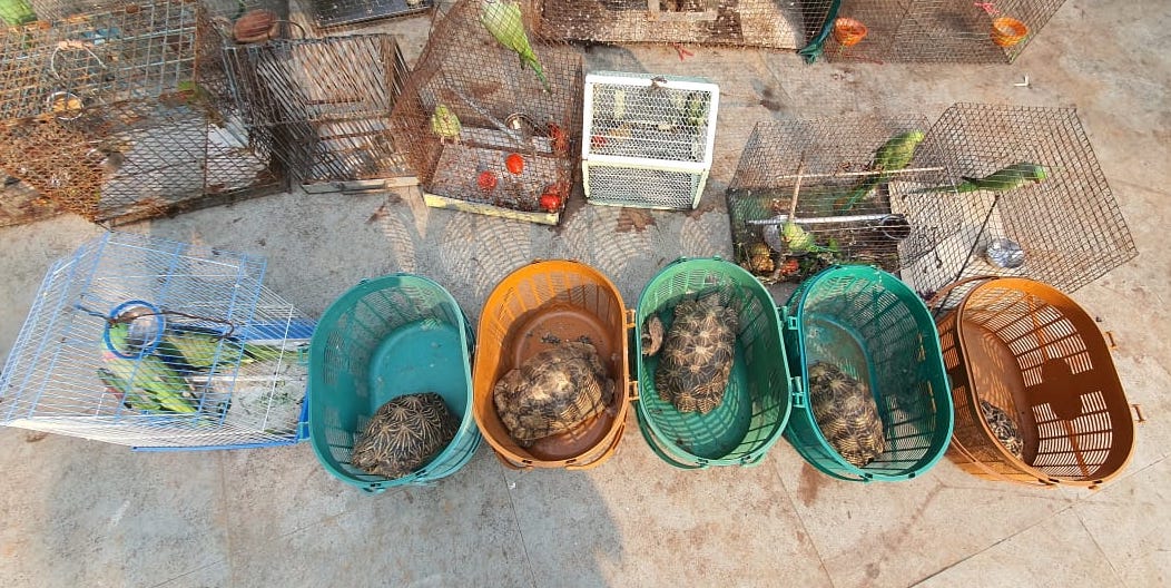 Each year, millions of wild animals fall victim to illegal pet trade.
