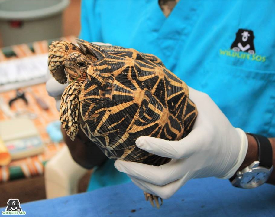Indian Star Tortoises are some of the most commonly smuggled animals in the world.