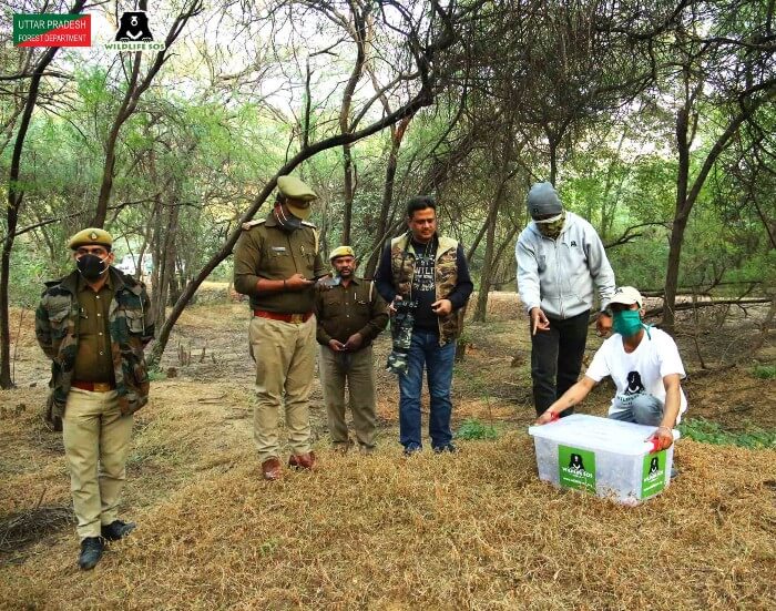 The pangolin being released under the supervision of Uttar Pradesh Forest Department.