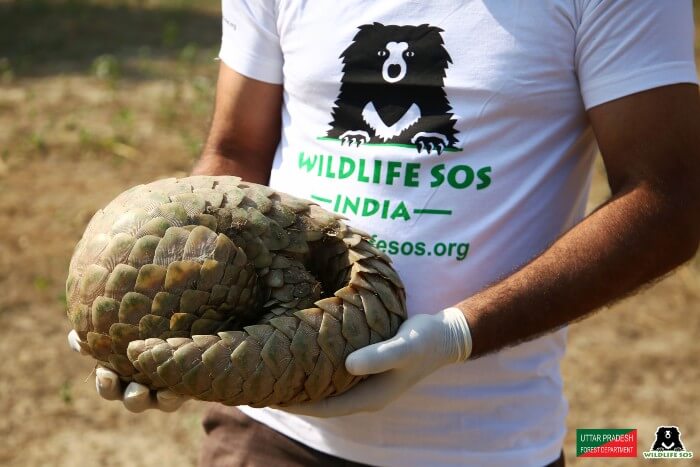 The pangolin was taken to the Wildlife SOS Transit Facility for medical check-up.