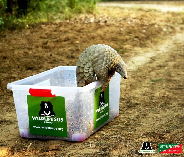 The pangolin carefully walking out of the safe-box into its natural habitat.