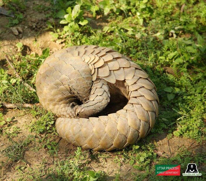 This makes up for the pangolin's defence mechanism!