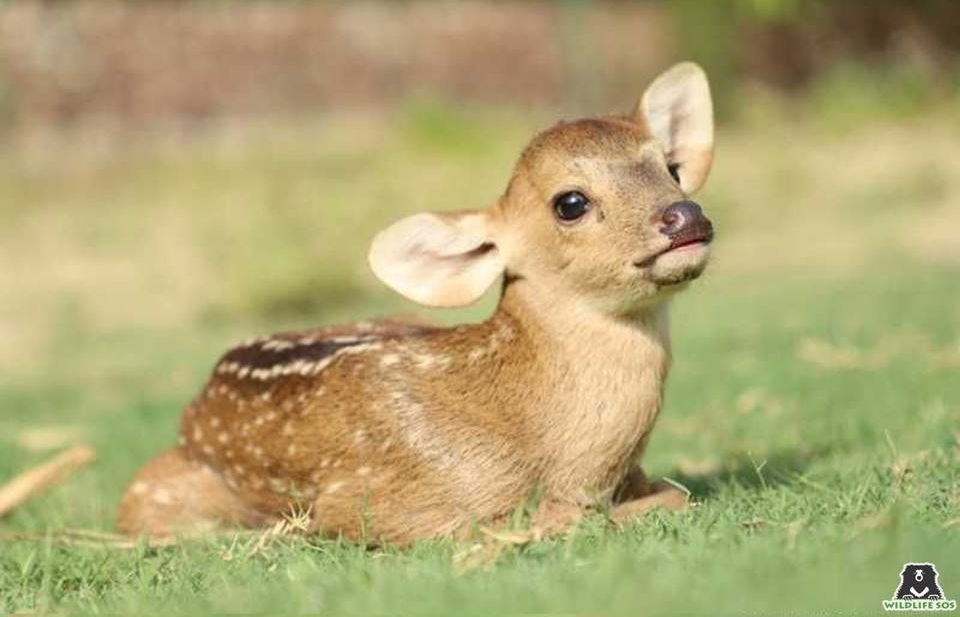 A baby hog deer rescued by WSOS from a case of human-wildlife conflict.