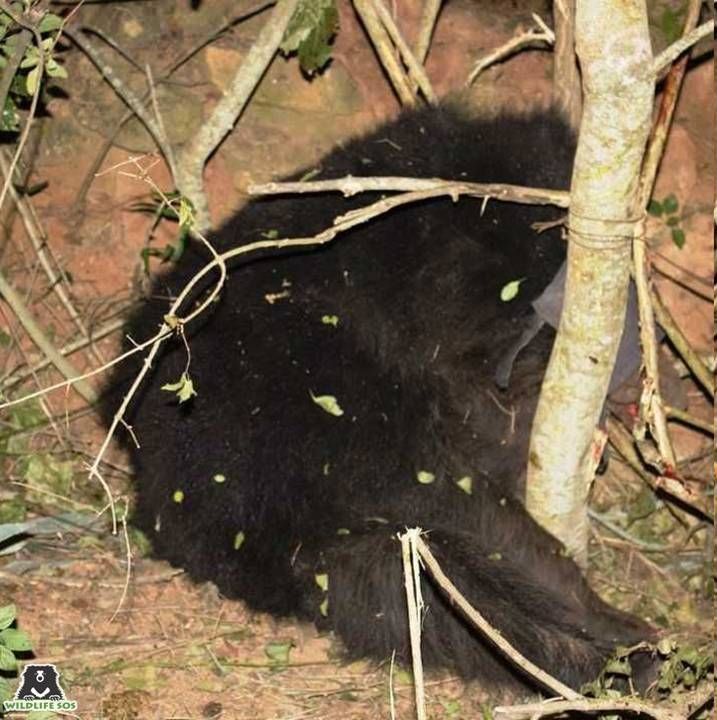 This sloth bear was rescued by Wildlife SOS after it had fallen prey to a snare trap.