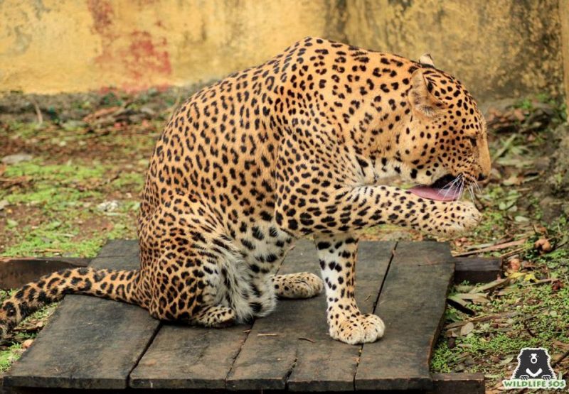 Vitthal was the victim of a snare trap - a menace that has threatened much of India's wildlife. 