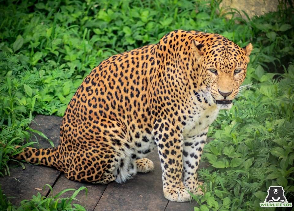 For Vitthal, who finds it a slightly onerous task to ascend high structures, climbing structures are erected on lower heights.