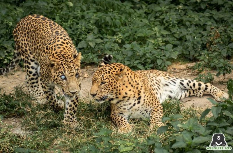 Vitthal & Ganesh were both rescued from situations of HWC - Vitthal was the victim of a snare trap and Ganesh that of a hostile mob.