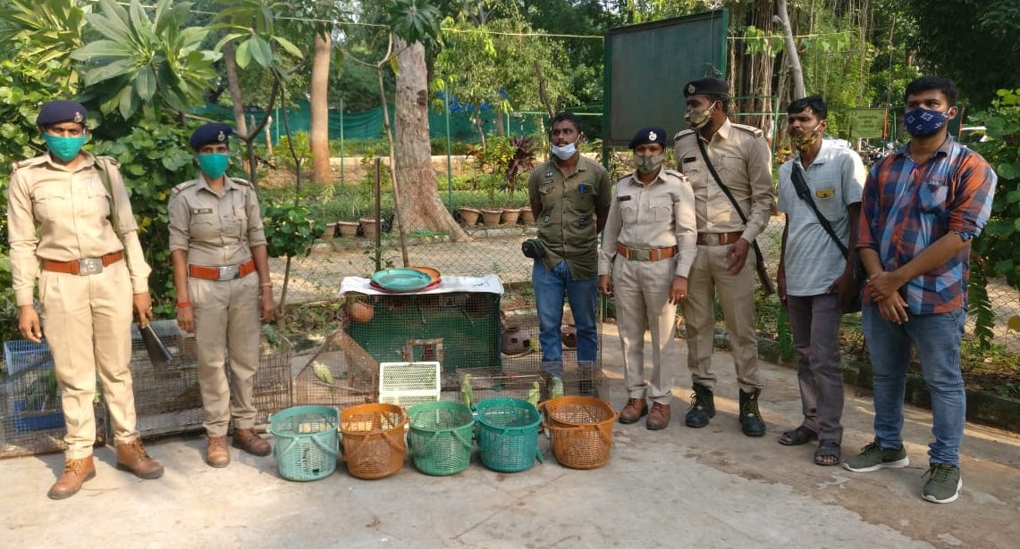 5 Rose-ringed parakeets, 5 Alexandrine parakeets and 5 Indian star tortoises that were being kept as illegal house pets were rescued recently.