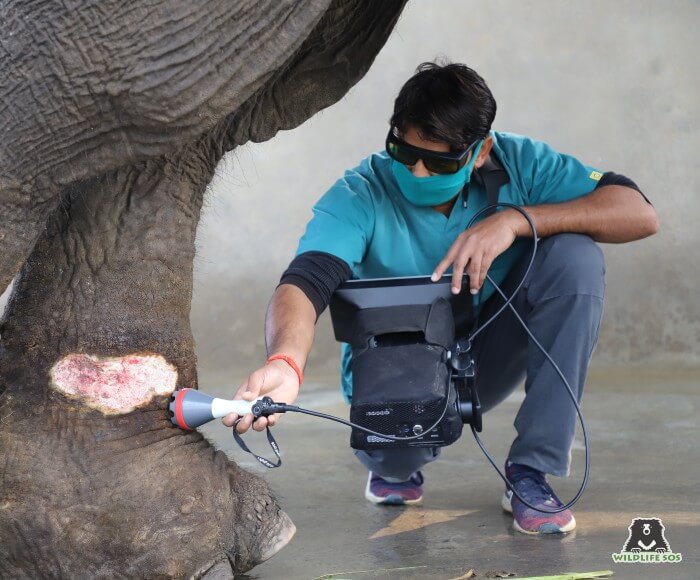 Rescued from Rajasthan, Jai suffers from infected spiked wounds for which he receives detailed laser therapy sessions.