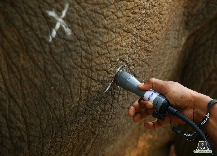 Priyanka receiving laser treatment after her colic episode.