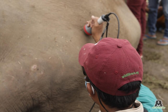 Our veterinarian, Dr. Pramod, using laser therapy for arthritic injuries for an ailing elephant in Rajasthan.