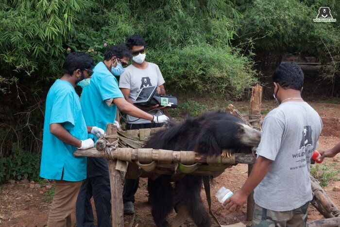 Kuber's caregivers supply him with some delicious honey for these long laser therapy sessions. 
