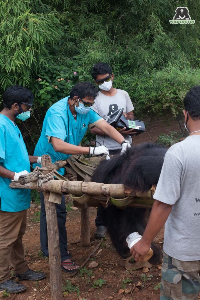 Our rescued sloth bear, Kuber, receiving laser therapy for his muscle incoordination.