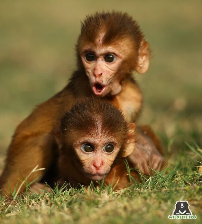 The animal care staff at the Wildlife SOS rescue centres are experts in hand-rearing orphaned animals