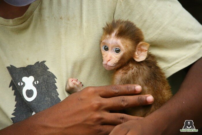 Wildlife SOS receives the highest number of calls for injured monkeys in Uttar Pradesh