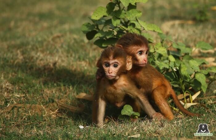 Monkeys even become victims of retaliatory killings by humans, leading to injury and even death