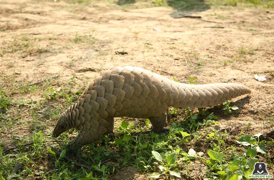 Even pangolins find themselves in the clutches of the pet trade due to the rising demand
