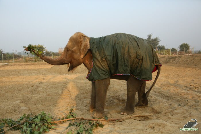 It is also Zara's first winters at the Wildlife SOS Field of Dreams!