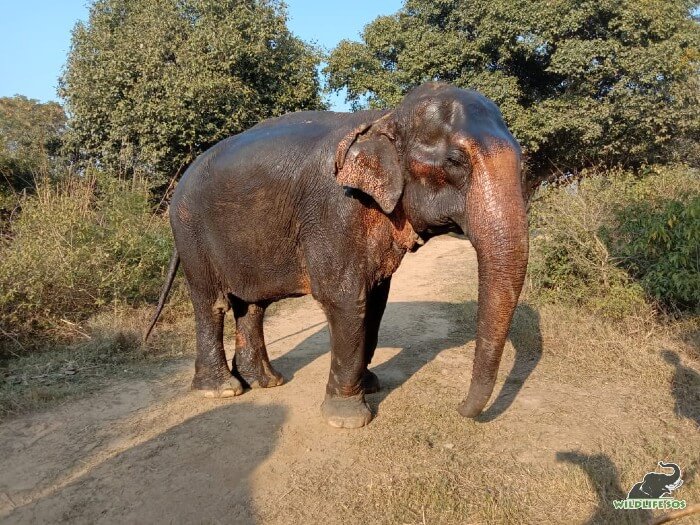 Warm oil massages for our resident elephants at the Elephant Rehabilitation Centre.