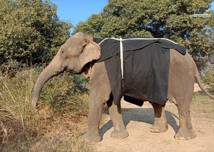 The oldest elephant under our care, Ella, munches on some fresh greens at ERC!