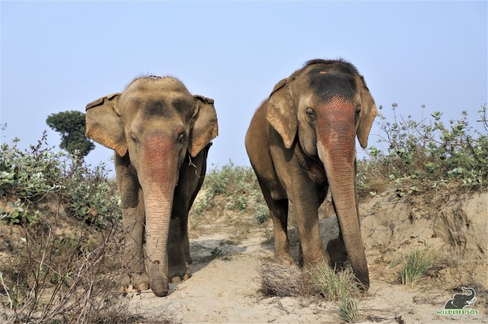 Dust baths after oil massages lead to these red markings at our elephants' trunks!