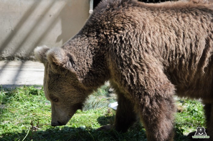 Our rescued Himalayan brown bear, Nawab, foraging on a snow-less patch of grass!