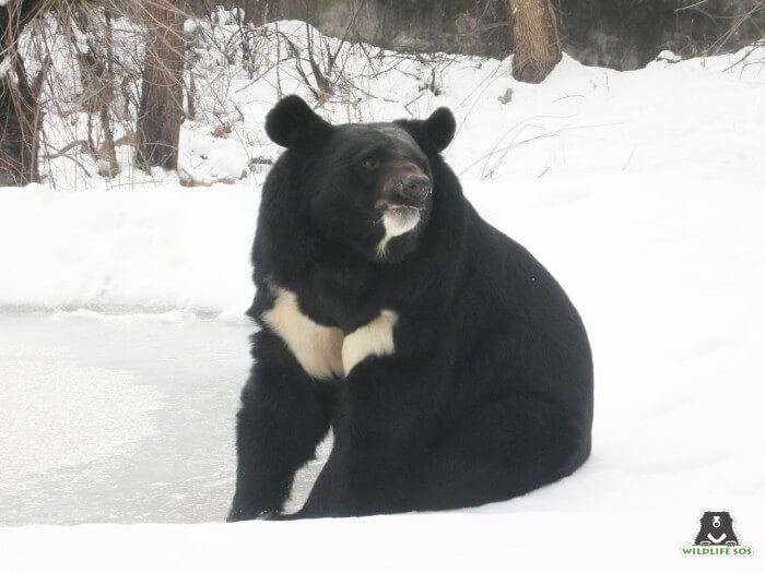 Sahib loves playing in the snow and his adorable tactics make him Yasin's favourite bear.