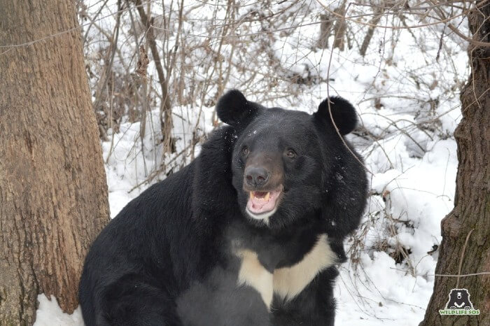 Our rescued bears are delighted at the sight of snow at the Rescue Centres in Kashmir valley. 