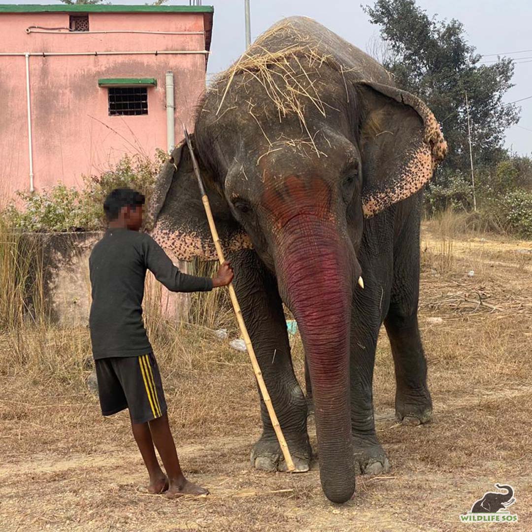 Follow Emma's journey home to the Wildlife SOS Elephant Hospital