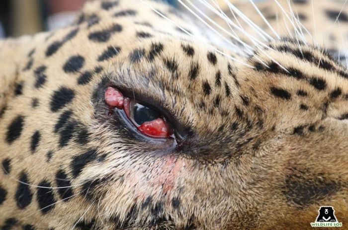 Uneven protrusions from Hema's eye were observed by the leopard care staff. 