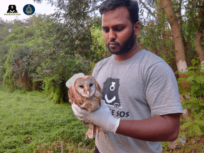 After a short recuperation period, the barn owl was ready to return home! 