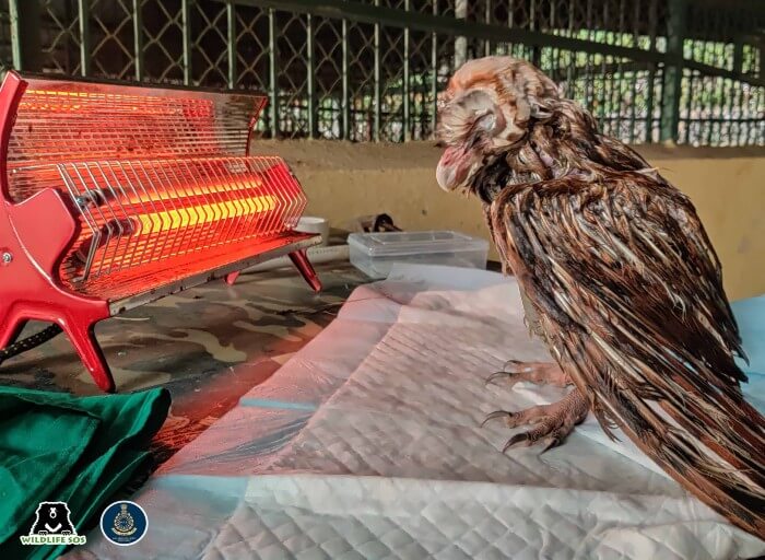 The barn owl was shivering in cold and was placed under artificial heating. 