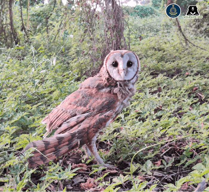 Initially hesitant, the barn owl eventually flew into the forest.