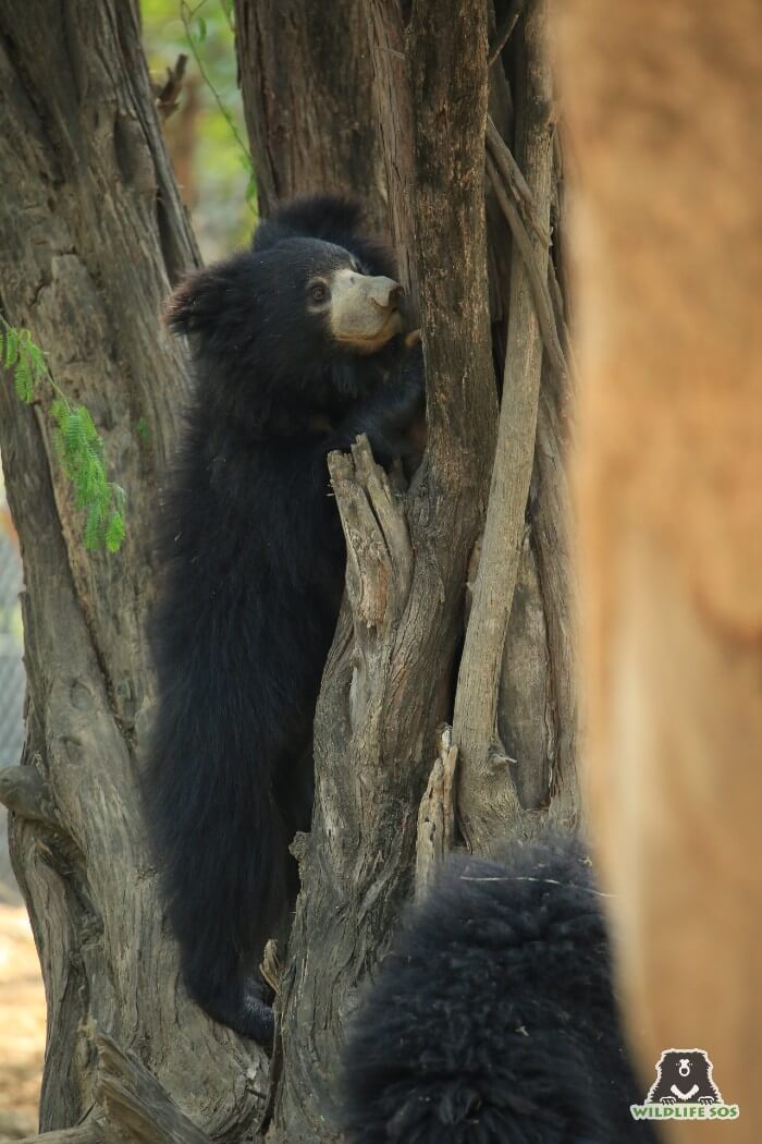 Charlie steadily climbing her favourite keekar tree in their field.