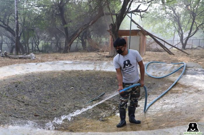 As neglected/stagnant water bodies can be a source of disease, cleaning the pools used by the bears regularly is extremely important.