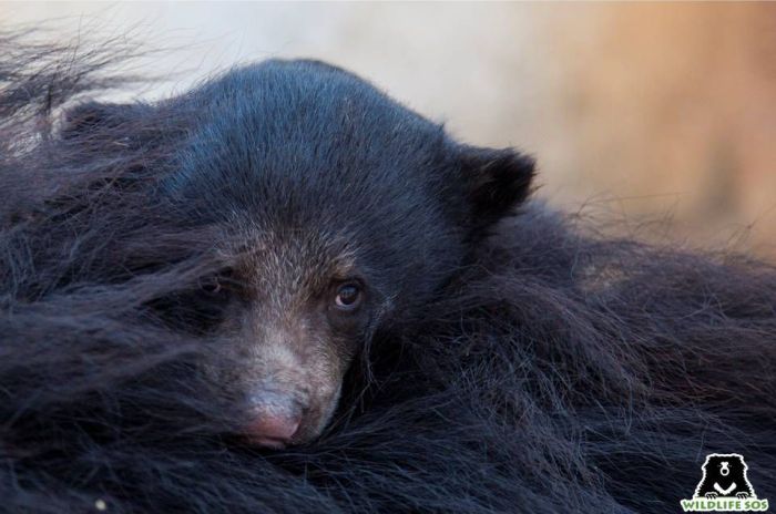 The two-month cub Cupid hitching a ride on her mother's back!