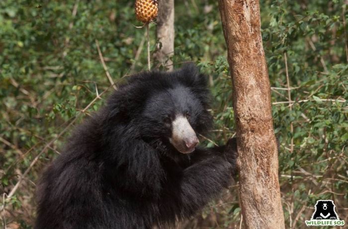 Cupid enjoys digging into her food-based enrichments with gusto.