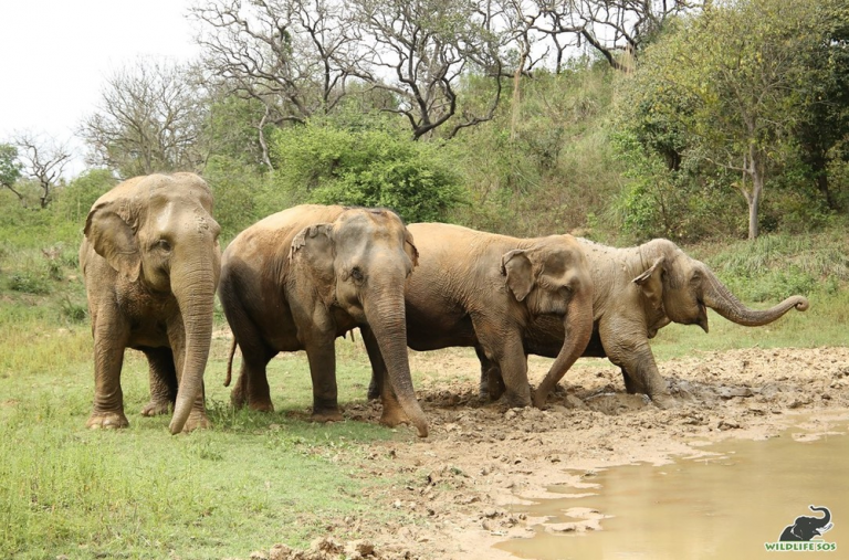 Erika with Lilly, Daisy & Ella  beside their regular mud-bog