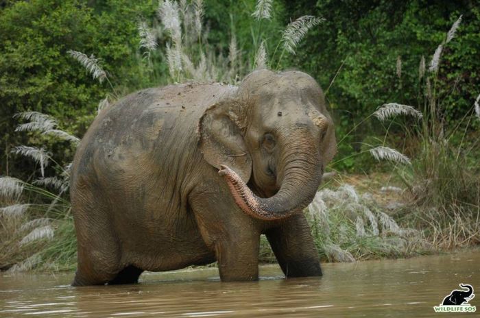 Erika enjoying a lovely mud bath.