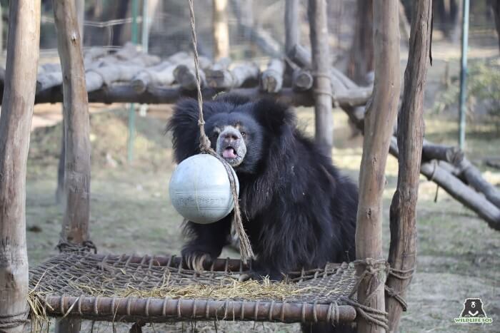 Gail's caregivers would smear honey on her enrichment ball and she would never be spotted away from it after that.