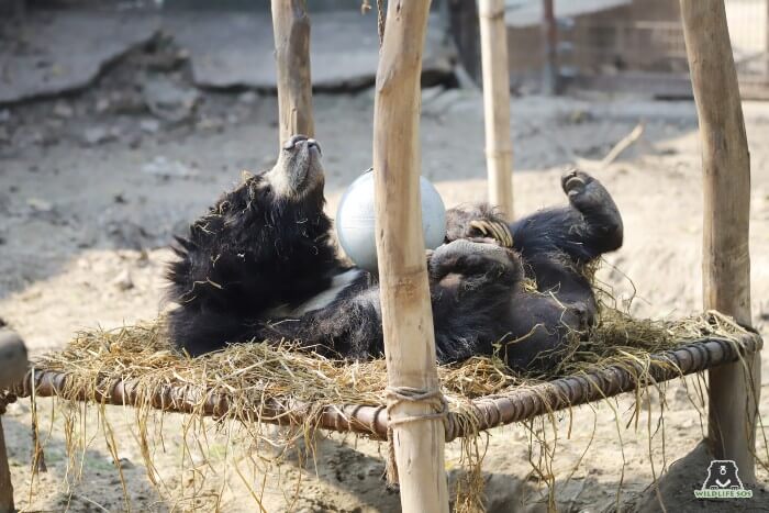 Gail resting on her favourite enrichment platform under the sun