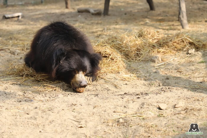 Gail, in the winters of 2021, munching on delicious jaggery rice puff balls