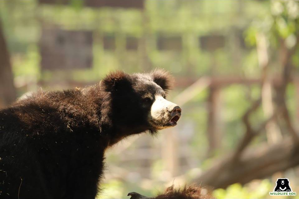 Ginny's gentle nature made her a favourite of everyone at ABRF.