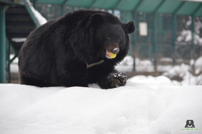 Our resident Asiatic Black Bear munches on some apricots in the snow.