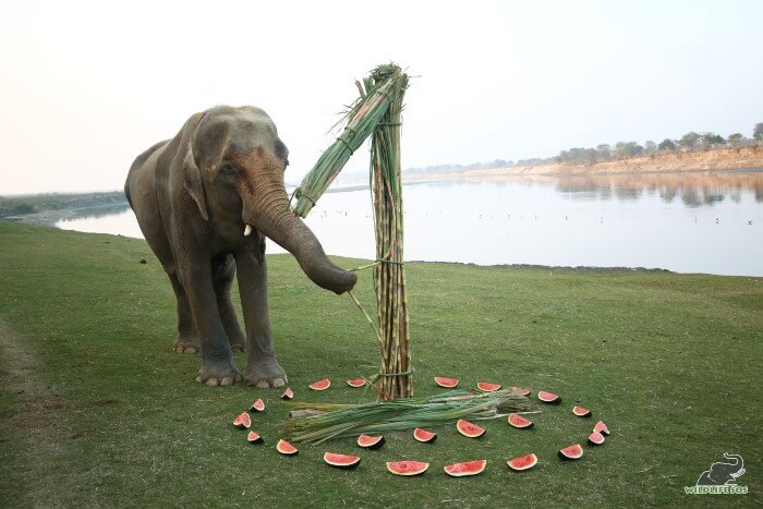 Karma munching on her feast organised by our elephant care staff.