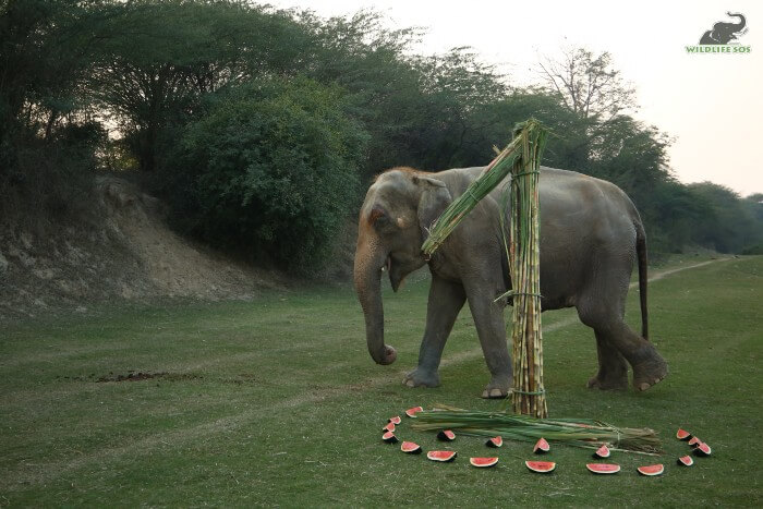 The elephant care staff curated a feast and a structure for Karma.