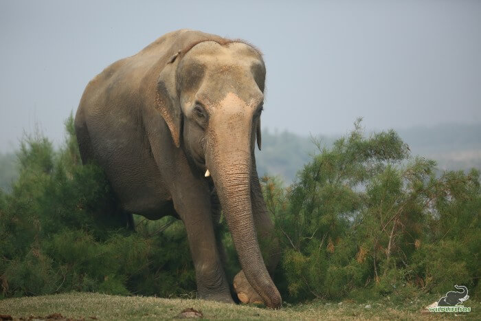 Karma taking measured and confident strides along the riverbank of Yamuna!