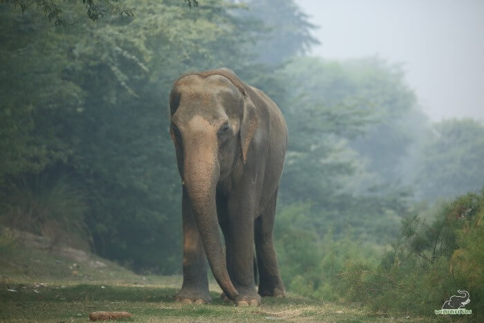 The exercised walks on natural soft floor are important for Karma's joint health.